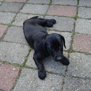 Blanding af racer Molly 