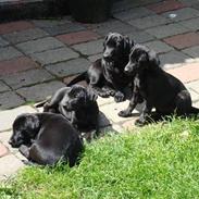 Blanding af racer Molly 