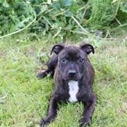 Staffordshire bull terrier Allways number one(Mico)