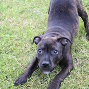 Staffordshire bull terrier Allways number one(Mico)
