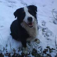 Berner sennenhund BellaDonna 