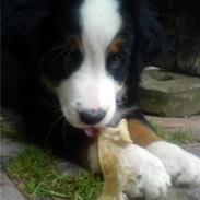 Berner sennenhund BellaDonna 