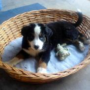 Berner sennenhund BellaDonna 