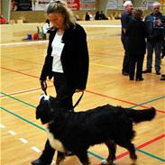 Berner sennenhund BellaDonna 