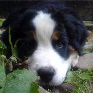 Berner sennenhund BellaDonna 