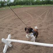 Kleiner münsterländer Charlie (RIP)
