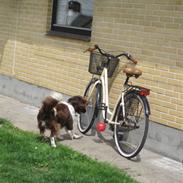 Kleiner münsterländer Charlie (RIP)