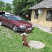 Kleiner münsterländer Charlie (RIP)