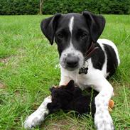 Dansk svensk gaardhund Max