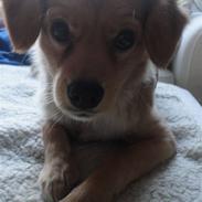 Blanding af racer Rumle