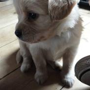 Blanding af racer Rumle