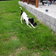 Dansk svensk gaardhund Max