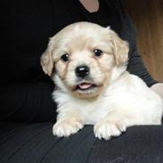 Blanding af racer Rumle