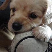 Blanding af racer Rumle