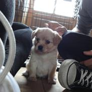 Blanding af racer Rumle