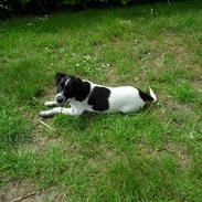 Dansk svensk gaardhund Max