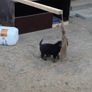 Rottweiler Heitah's tico