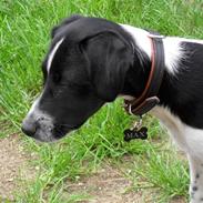 Dansk svensk gaardhund Max