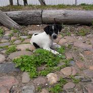 Dansk svensk gaardhund Max