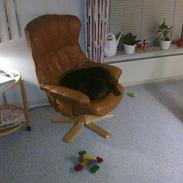 Rottweiler Heitah's tico