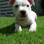 Staffordshire bull terrier Vega