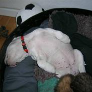 Staffordshire bull terrier Vega