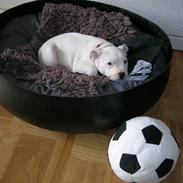 Staffordshire bull terrier Vega