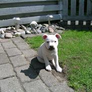 Staffordshire bull terrier Vega