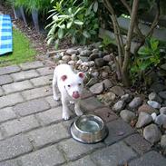 Staffordshire bull terrier Vega