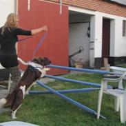 Kleiner münsterländer Charlie (RIP)