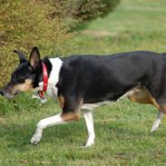 Blanding af racer Øffekat (Fifi/Fie)