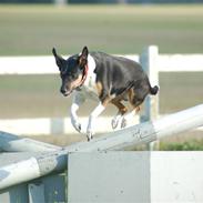 Blanding af racer Øffekat (Fifi/Fie)