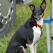 Blanding af racer Øffekat (Fifi/Fie)