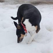 Blanding af racer Øffekat (Fifi/Fie)