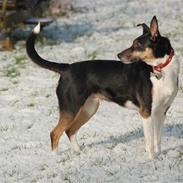 Blanding af racer Øffekat (Fifi/Fie)