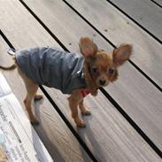 Russisk toy terrier Favorit Style Strekoza - Yuppy