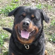 Rottweiler Tibber (Hector)