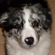 Australian shepherd Shadow