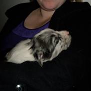 Australian shepherd Shadow