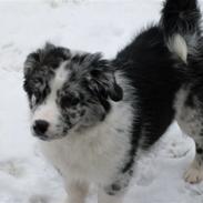 Australian shepherd Shadow