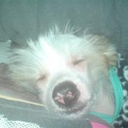Chinese crested hårløs Spike