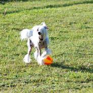 Chinese crested hårløs Spike