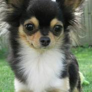Chihuahua Nico