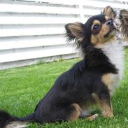 Chihuahua Nico