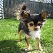 Chihuahua Nico