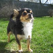 Chihuahua Nico