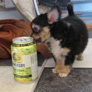 Chihuahua Nico