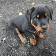 Rottweiler balla