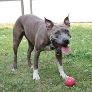 Amerikansk staffordshire terrier Aura <3