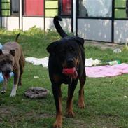 Amerikansk staffordshire terrier Aura <3